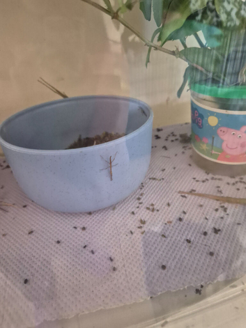 Baby stick insects