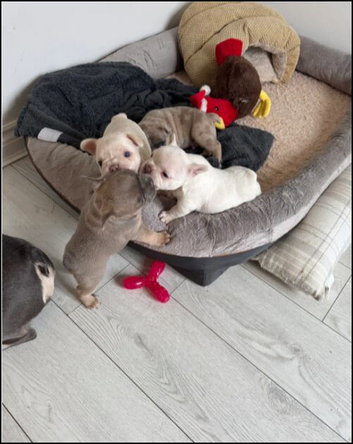Stunning French Bulldog Puppies &ndash; 1 Boy & 2 Girls