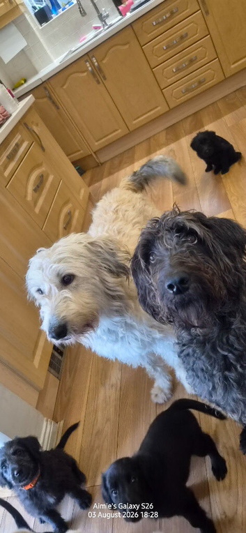 REDUCED Labradoodle/Goldendoodle puppies