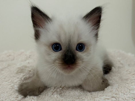 Seal Point Male Ragdoll Kitten