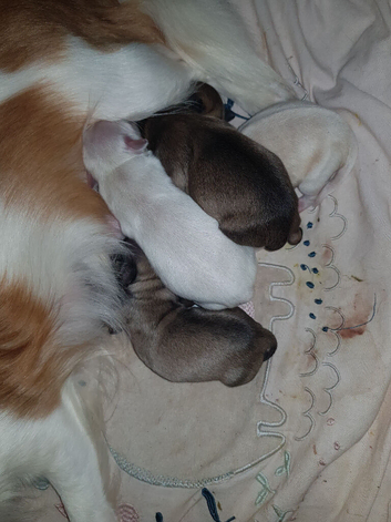 Chihuahua puppies