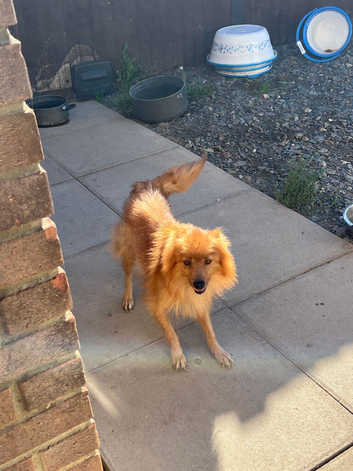 American Pomeranian girl