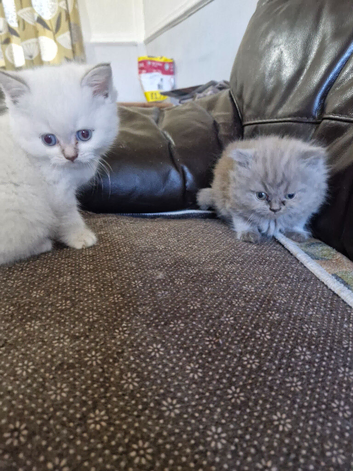 British short haired cross kittens for sale