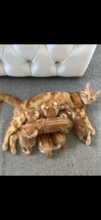5 Beautiful Ginger Babies