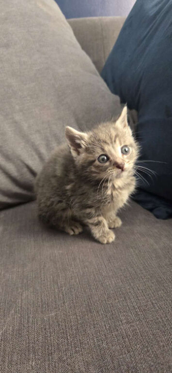 2 kittens