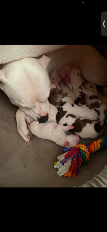 Puppy for sale