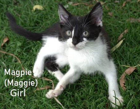 Lovely kittens in Kent Nr Canterbury Boys Girls