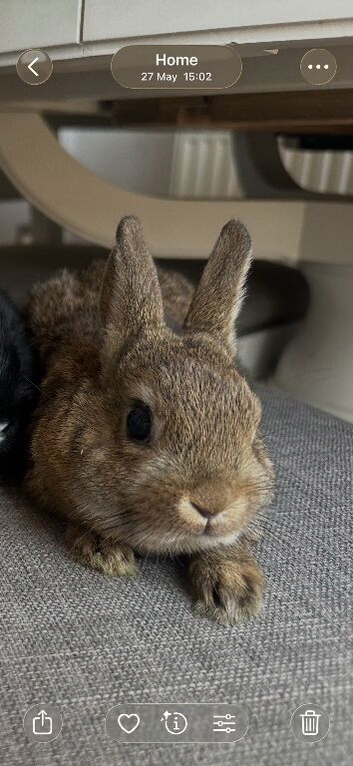1 buck left now. Lovely Netherland dwarf baby rabbits.