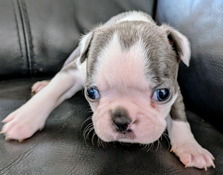Beautiful Boston Terrier babies. Grey & white.Black & white.To forever loving homes.