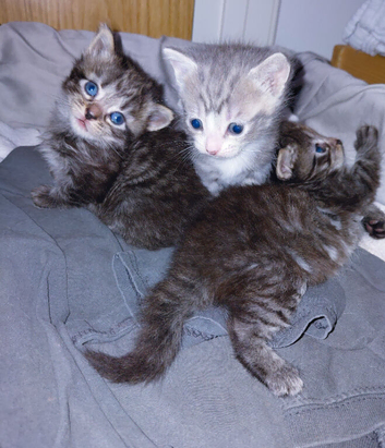 mixed babies for sale