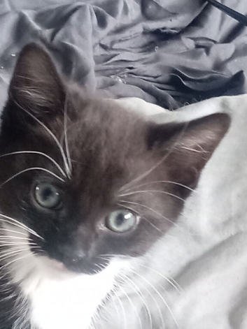 Beautiful kittens