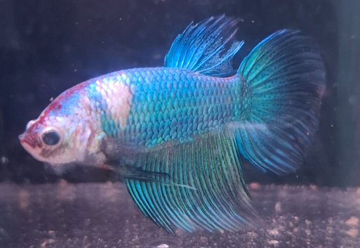 Halfmoon Male Betta