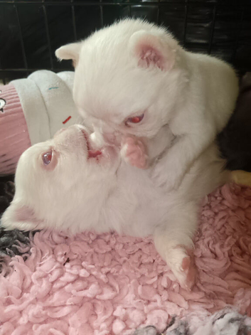 Visual fluffy French bulldogs