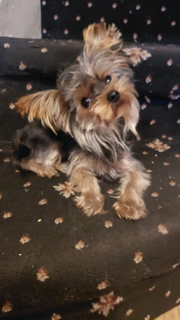 10 month old Teddy