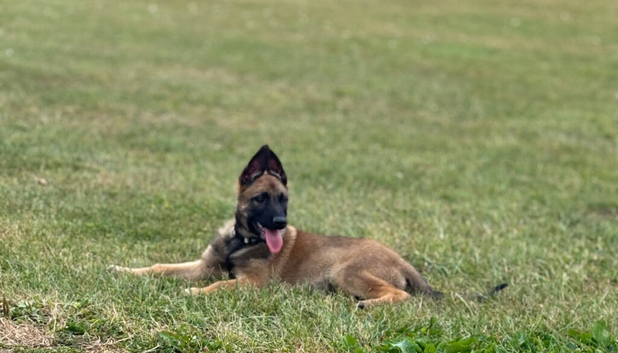 Belgian Malinois