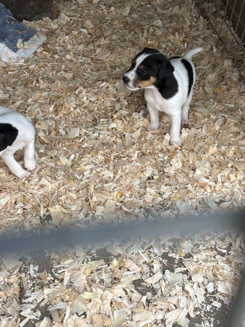 Lovely jack Russel puppies