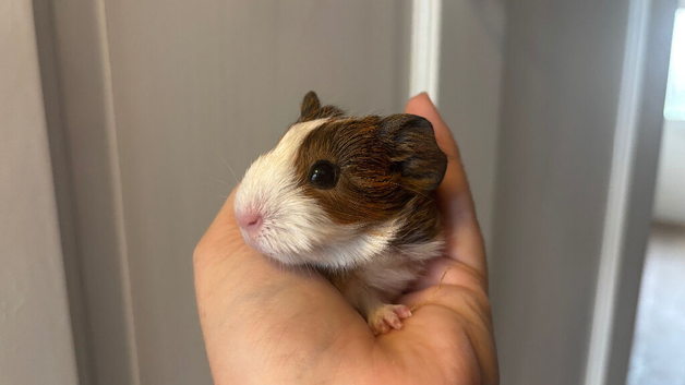 Guinea pig baby&rsquo;s