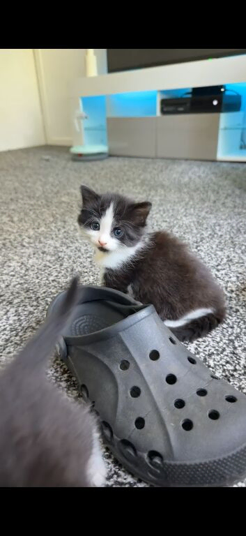 Kittens
