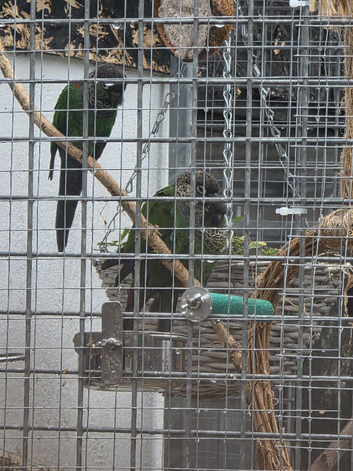 Breeding pair of green cheek conure male and female ***