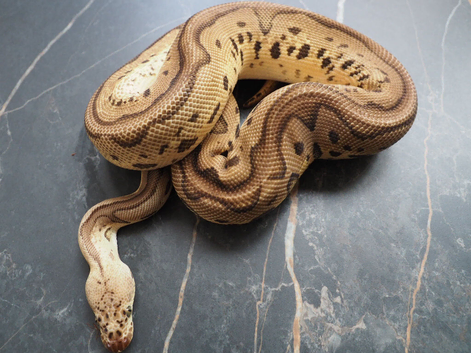 Pastel leopard clown