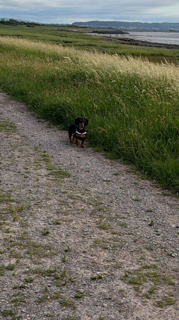 Miniature dachshund