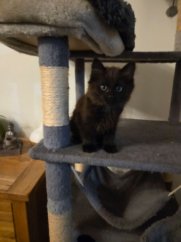 1 very fluffy black female kittens
