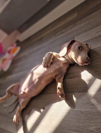 8 months old miniature dachshund