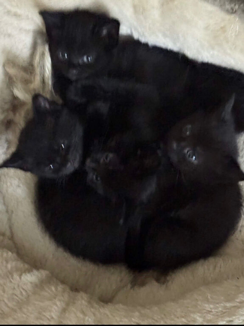 Kittens looking for forever homes