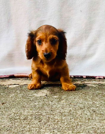 Miniature long haired dachshund