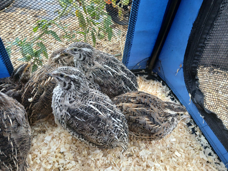 Female japanese quail