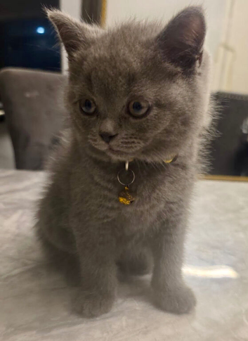 British shorthair, 11 weeks.