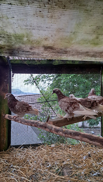 Frillback pigeons