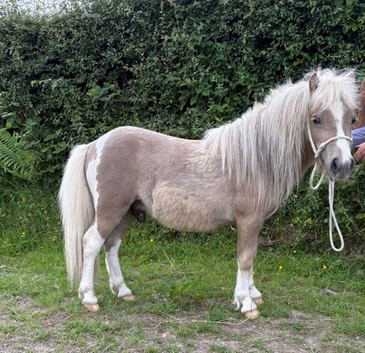 2yr old Miniature Colt