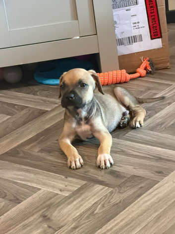 Mastiff x presa canario