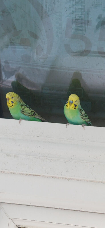 Young breeding hen and cock