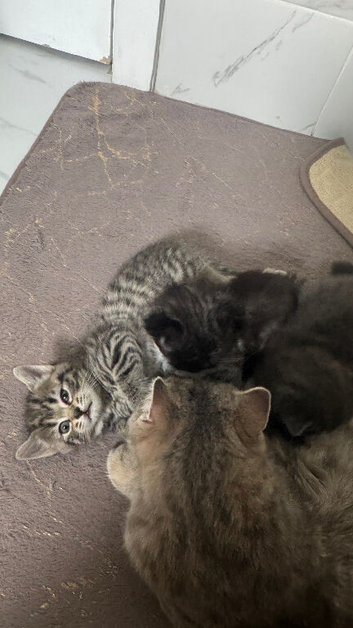 Scottish fold kittens