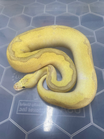 Super pastel poss lesser poss super spotnose batman