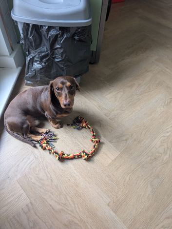 Gorgeous dachshund