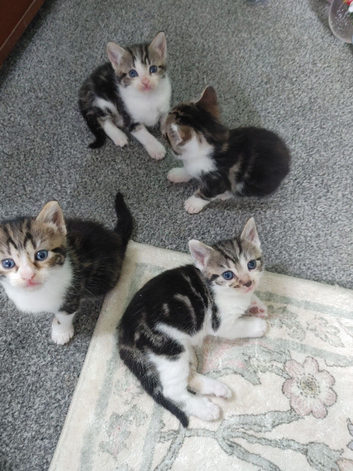 British short haired kittens