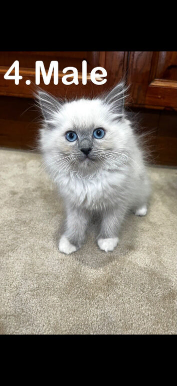 Beautiful Ragdoll Kittens - Ready for Their New Homes