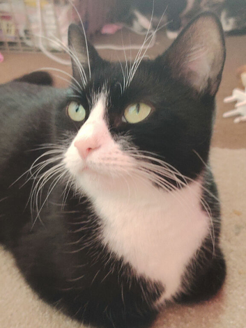 Not ready yet loving forever homes only