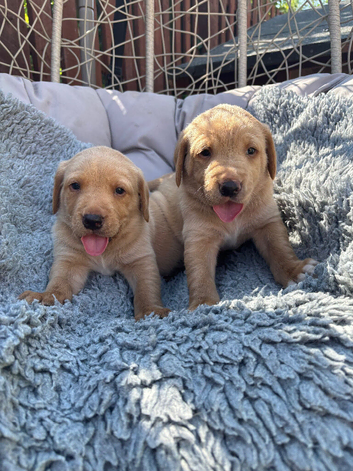 Gorgeous KC registered labrador puppies