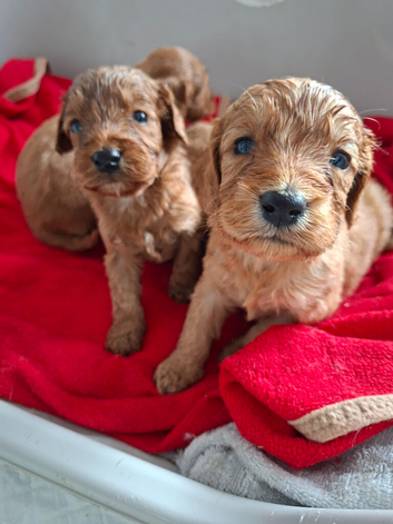 F1 female cockapoo puppies