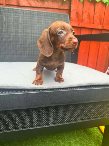 Miniature dachshund