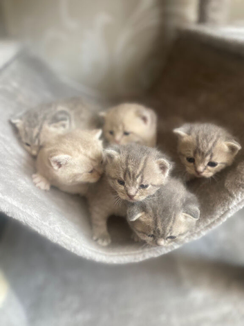 Beautiful bsh  kittens blue and lilac