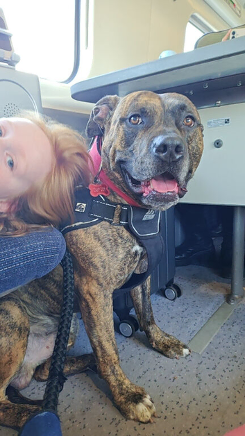 Pressa cross staffy.   4 years old