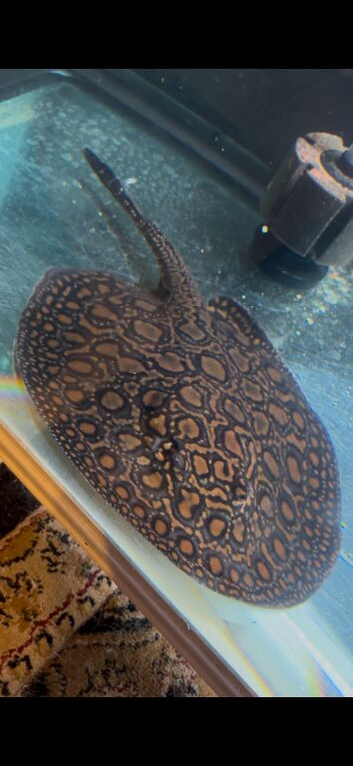 Stingray