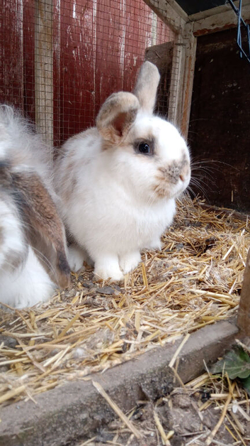 Female rabbit