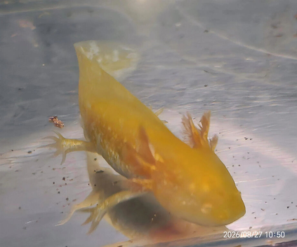 Albino Golden Axolotl &pound;15 each