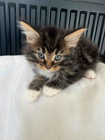Fluffy tabby, tuxedo & brown kittens